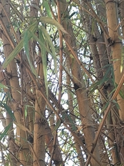 Bambusa vulgaris