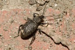 Otiorhynchus sulcatus