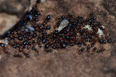 Camponotus lateralis