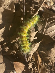 Ormiscodes amphimone