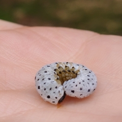 Tenthredo scrophulariae