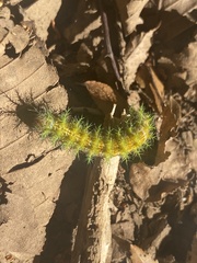 Ormiscodes amphimone