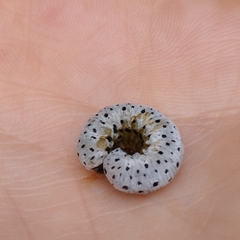 Tenthredo scrophulariae