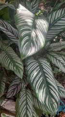 Goeppertia sanderiana