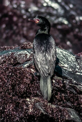 Microcarbo coronatus