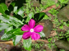Catharanthus roseus