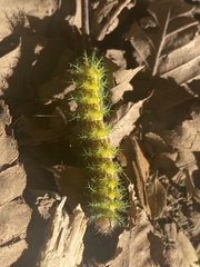 Ormiscodes amphimone