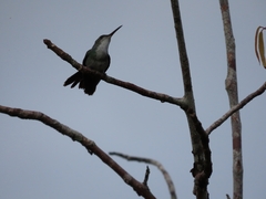 Chrysuronia coeruleogularis