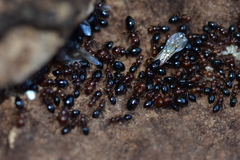 Camponotus lateralis