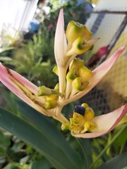 Heliconia psittacorum