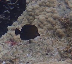 Zebrasoma scopas