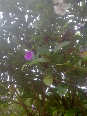 Brunfelsia pauciflora
