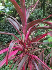 Cordyline fruticosa