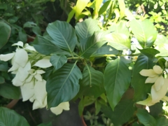 Mussaenda philippica