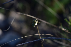 Cyathoselinum tomentosum