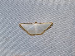 Leuciris