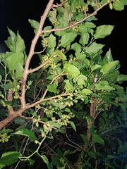 Urera baccifera