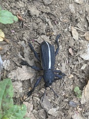 Aegorhinus suturalis