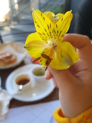 Alstroemeriaceae