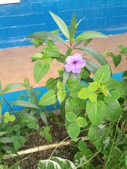Ruellia simplex