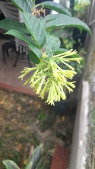 Cestrum nocturnum