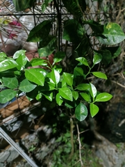 Duranta erecta
