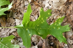 Taphrina caerulescens