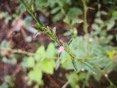 Pseudelephantopus spicatus