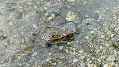 Discoglossus galganoi