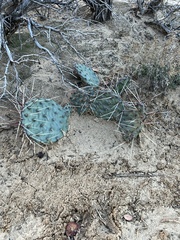 Opuntia tortispina