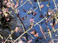 Euonymus europaeus