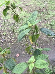 Acalypha arvensis