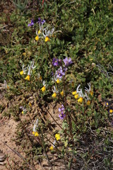 Nemesia cheiranthus