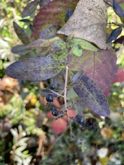 Ligustrum vulgare