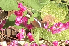 Anartia fatima colima