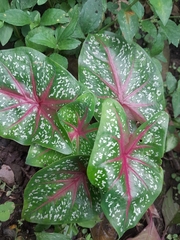Caladium bicolor
