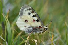 Parnassius phoebus