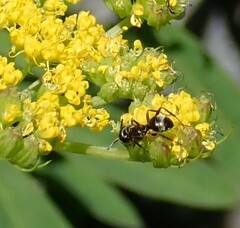 Formica fusca
