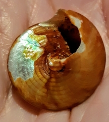 Calliostoma zizyphinum