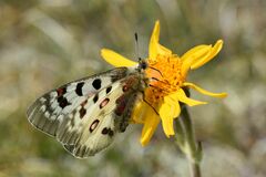 Parnassius phoebus