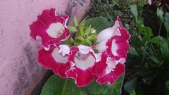 Gesnerieae