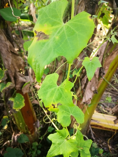 Luffa aegyptiaca