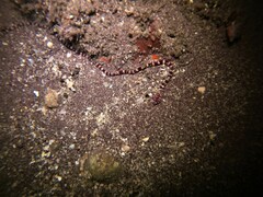 Baseodiscus mexicanus