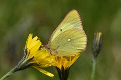 Colias palaeno