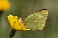 Colias palaeno