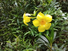 Allamanda cathartica