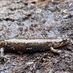 Desmognathus conanti