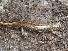 Desmognathus conanti