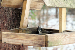 Lophophanes cristatus