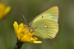 Colias palaeno